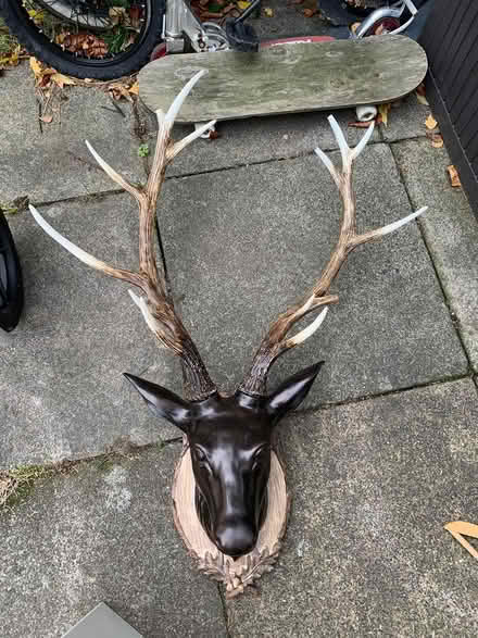 Photo of free Plastic deer head with antlers (West Molesey.) #1