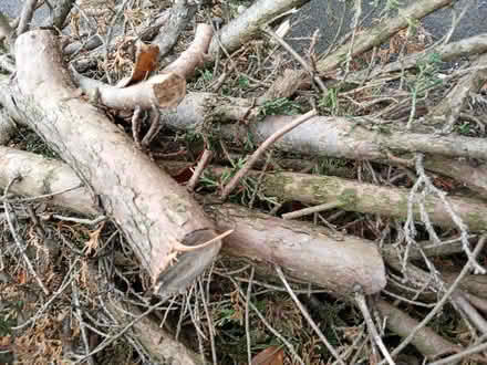 Photo of free firewood (ferndown BH22) #3