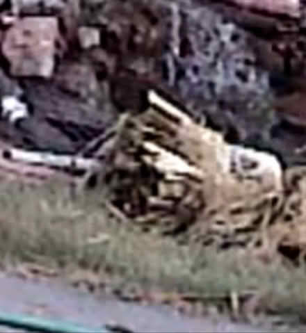 Photo of free Water Iris Plants (NE ABQ) #1