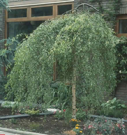 Photo of Any weeping silver birch saplings (Wallsend, NE28) #1