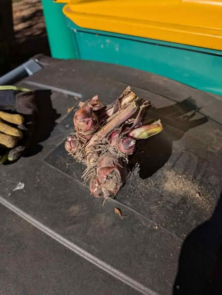 Photo of free Canna bulbs (North Farmington Hills) #2