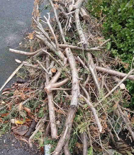 Photo of free firewood (ferndown BH22) #2