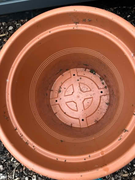Photo of free Large plant pots (Starbeck HG1) #3