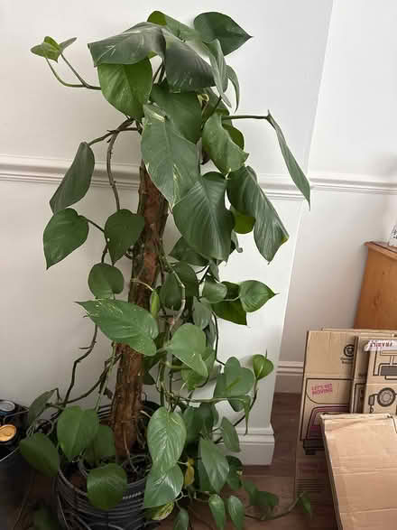 Photo of free large plant (motcombe) #1