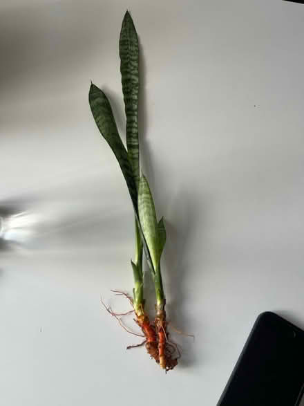 Photo of free Snake plant (N8 0LD) #1