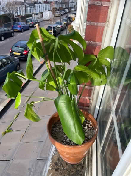 Photo of free Monstera plant (N8 0LD) #2