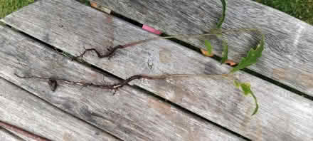 Photo of free 2 x oak sapling (Ingol PR2) #1