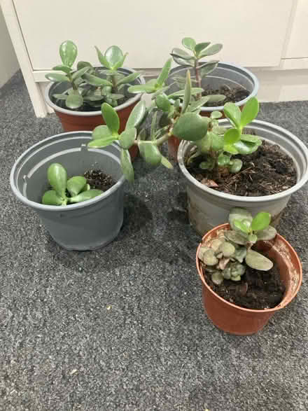 Photo of free jade plant with pot (Edgware) #1