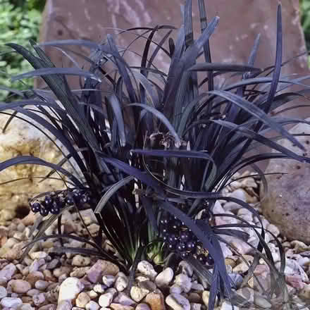 Photo of free Black Mondo Grass Plant (Orgreave S13) #1