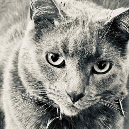 Photo of Styrofoam / Bubble Wrap / Peanuts (College Place) #1