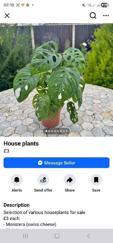 Photo of House plants (Dursley GL11) #1