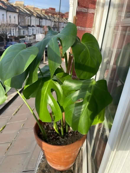 Photo of free Monstera plant (N8 0LD) #1