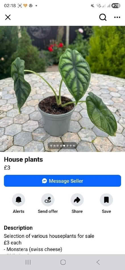 Photo of House plants (Dursley GL11) #4