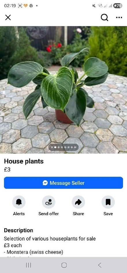 Photo of House plants (Dursley GL11) #2