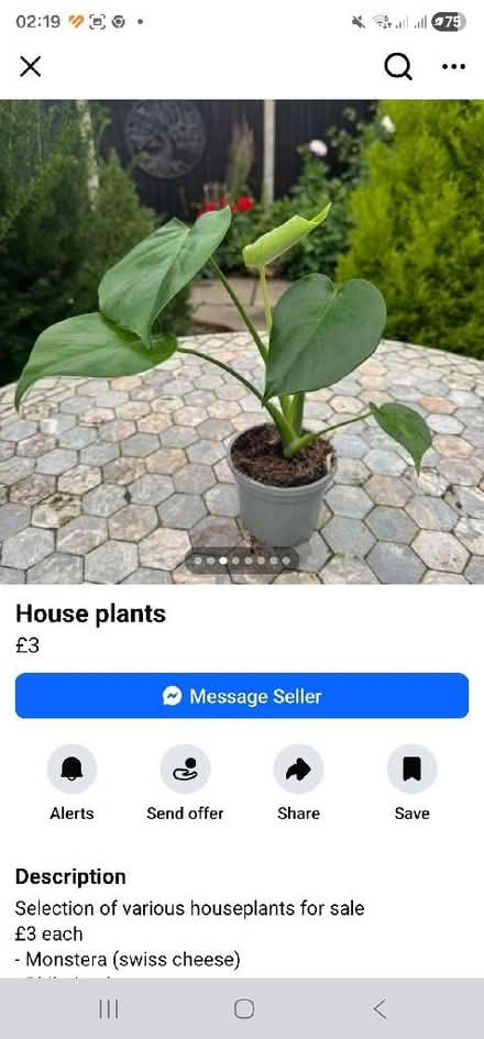 Photo of House plants (Dursley GL11) #3