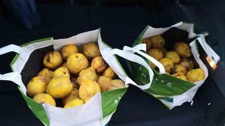 Photo of free Windfall of quince (Woodley, RG5) #3