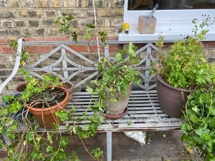 Photo of free Plant pots some with planting (TW1 St Margaret’s) #1