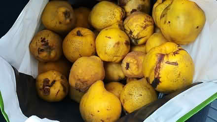 Photo of free Windfall of quince (Woodley, RG5) #1