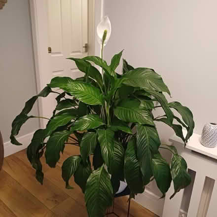 Photo of free Peace lily (Trefor LL65) #1