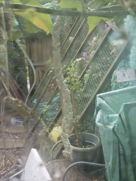 Photo of free 3 very large wire panels (Dousland) #2