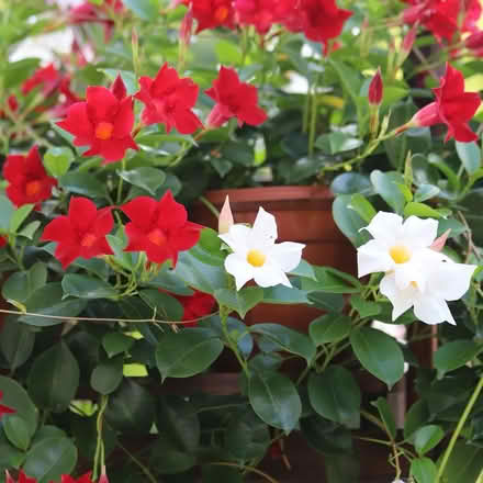 Photo of Bougainville and Diplandia plants (Downsview) #2