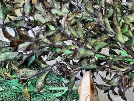 Photo of free Plastic Aquarium Plants (Woodford IG8) #4