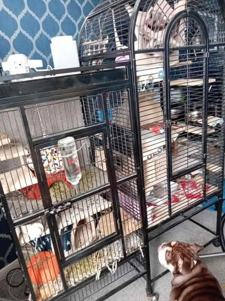 Photo of free Double chinchilla / rat cages (Puds3 LS13) #1
