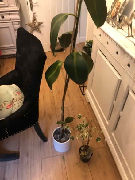 Photo of free Two house plants (High Wycombe, HP13) #1