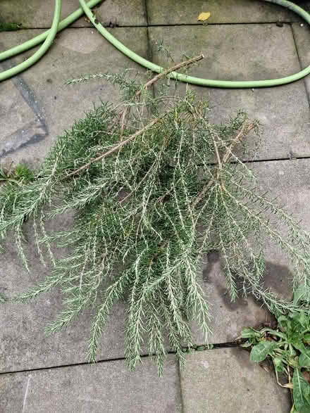 Photo of free Rosemary prunings. (Wigmore HR6) #1