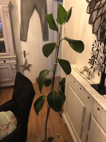 Photo of free Two house plants (High Wycombe, HP13) #2
