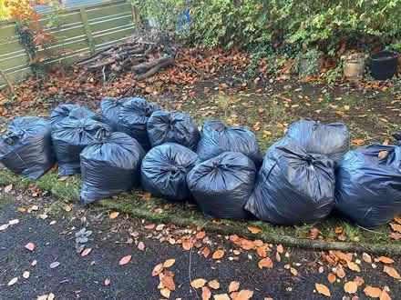 Photo of free Leaves for making leaf mould (BT10) #1