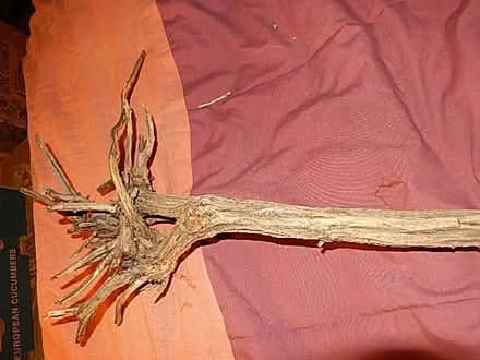 Photo of interesting looking tree roots (south central albuquerque) #1