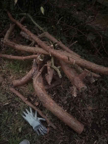 Photo of free Pine wood branches (Aldcliffe LA1) #1