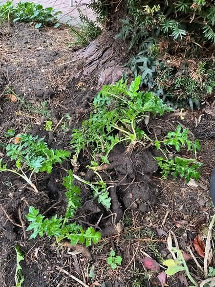 Photo of free Bears breeches (Longford GL2) #1