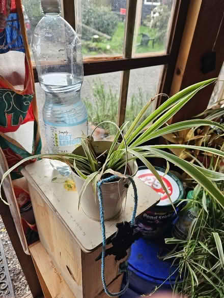 Photo of free Several Spider Plants (Battle TN33) #3