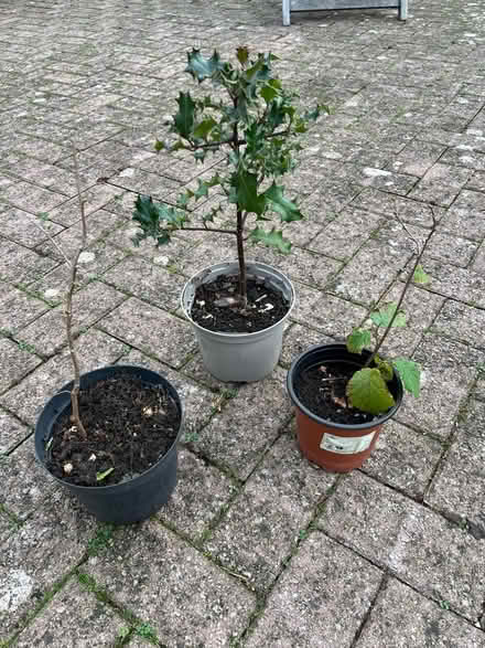 Photo of free Hazel and holly saplings (Longford GL2) #1