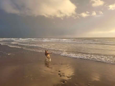 Photo of Dog food (Bridge of Allan FK9) #1