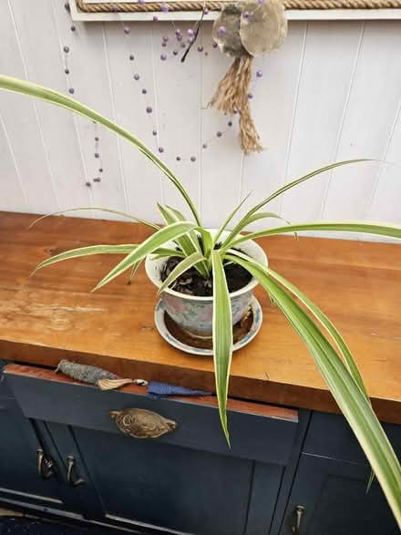 Photo of free Several Spider Plants (Battle TN33) #1
