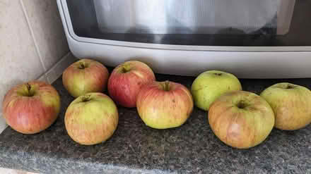 Photo of free Cooking apples (west side of Horsham) #1