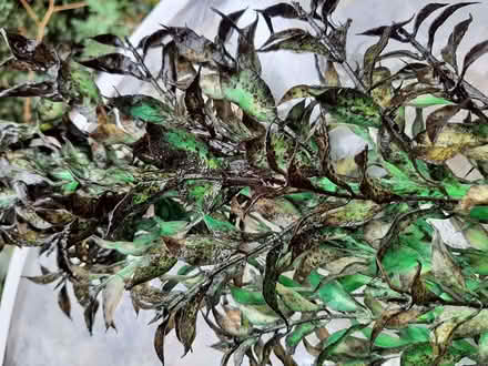 Photo of free Plastic Aquarium Plants (Woodford IG8) #1