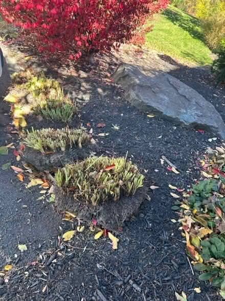 Photo of free Iris plants (purple) (Reston - Vienna) #2