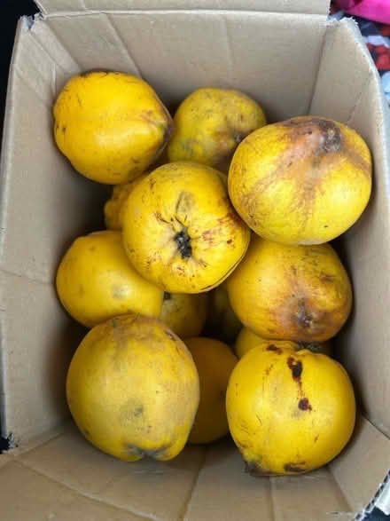Photo of free Quinces (Fishbourne PO19) #1