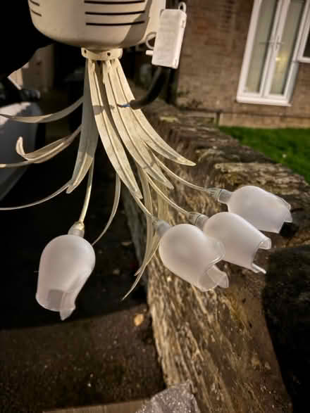 Photo of free X5 tulip flower ceiling light (croydon) #1