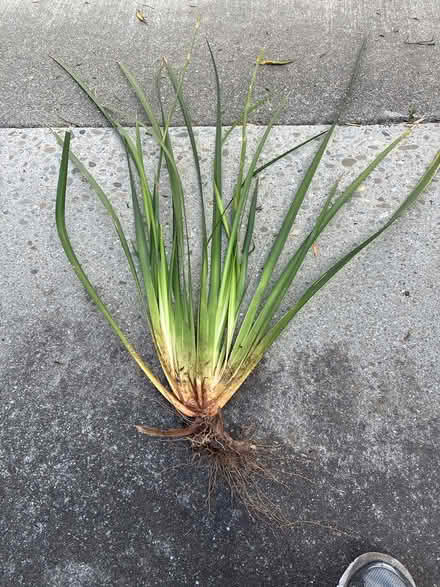 Photo of free Fortnite lily (Union City near Quarry Lakes) #1