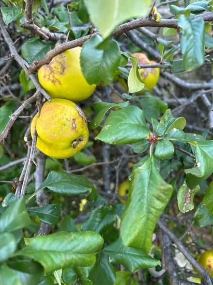 Photo of free Quinces (Cropston LE7) #1