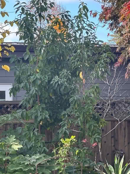 Photo of free Mountain moon dogwood tree (Redwood city) #2