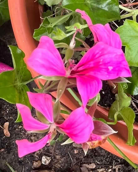 Photo of free Pelargonium/geranium (Southsea PO1) #1