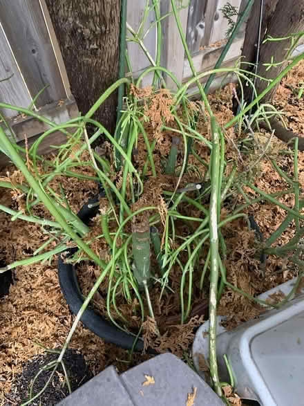 Photo of free Pencil cactus (Meadowvale, Mississauga) #1