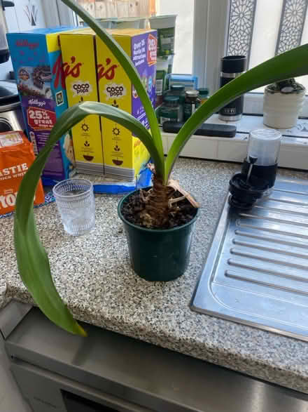 Photo of free House plant (CH62) #1