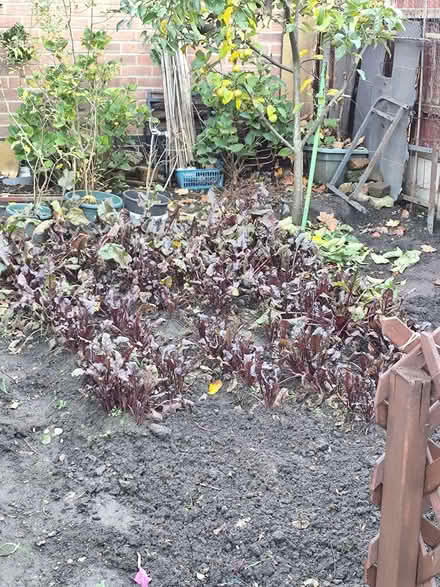 Photo of free Fresh beetroot (DE24 8DR) #2